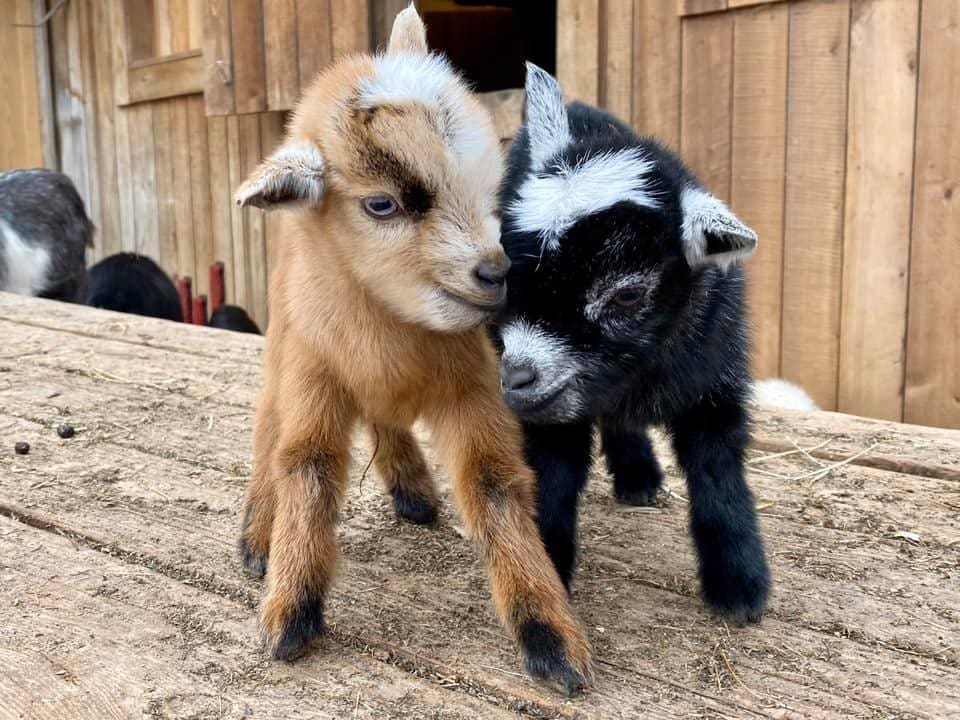 Baby goat standing in front of wooden fence