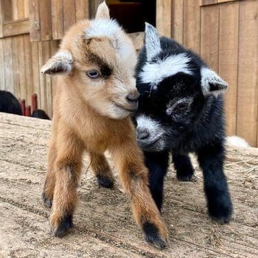 Hocking Hills Petting Zoo's