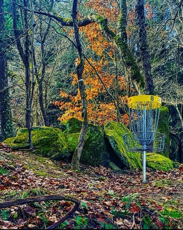 Disc golf basket surrounded by trees and sunlight
