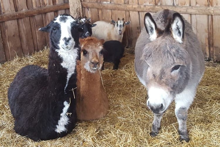 Close-up of alpacas and a miniature donkey at Fox’s High Rock Farm
