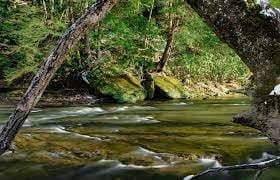 Flowing creek surrounded by greenery at Clear Creek Metro Park in Hocking Hills